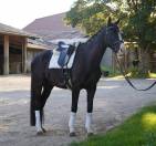 Caballo castrado Silla Francés En venta 2021 Negro