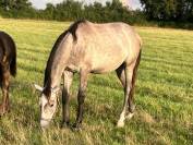 Caballo castrado Silla Francés En venta 2022 Tordo por MASTER VAN DE HELLE