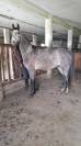 Caballo castrado Silla Francés En venta 2022 Tordo por MASTER VAN DE HELLE