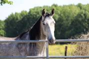 Caballo castrado Silla Francés En venta 2022 Tordo por MASTER VAN DE HELLE