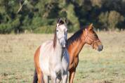 Caballo castrado Silla Francés En venta 2022 Tordo por MASTER VAN DE HELLE