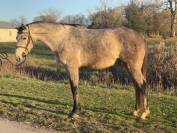 Hongre SFO 4 ans par Master Van de Helle