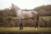Caballo castrado Silla Franc&eacute;s En venta 2022 Tordo por MASTER VAN DE HELLE