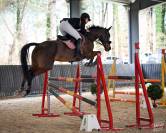 Cheval de sport CSO/Dressage/CCEpro 