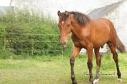 Poulain PRE