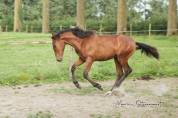 Poulain PRE