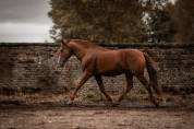 Poulain PRE