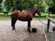 Poulain PRE