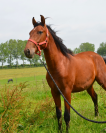 Poulain PRE