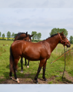 Poulain PRE