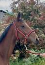 Pouliche 2 ans Z