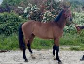 Pouliche 2 ans Z
