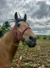  À VENDRE – Capricho, hongre Cruzado de 4 ans ½ 