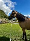  À VENDRE – Capricho, hongre Cruzado de 4 ans ½ 