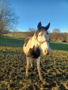 A VENDRE POULINIERE