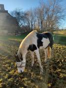 A VENDRE POULINIERE