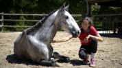 Jument lusitanienne 4 ans 