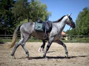Jument lusitanienne 4 ans 