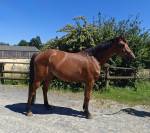 Hongre SF 7 ans pour CSO