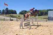 Hongre SF 7 ans pour CSO