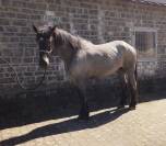Jument 4 ans Blue Rouan montée attelée 