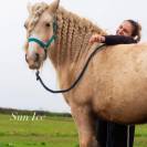 Pouliche irish cob palomino sooty 