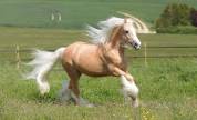 Pouliche irish cob palomino sooty 