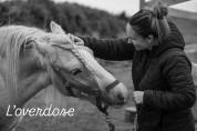 Pouliche irish cob palomino sooty 