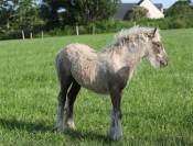 Pouliche irish cob palomino sooty 