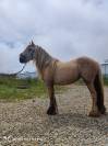 Pouliche irish cob palomino sooty 