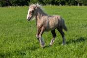 Pouliche irish cob palomino sooty 