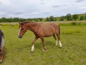 Ponette Welsch 14 ans
