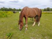 Ponette Welsch 14 ans
