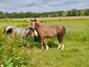 Ponette Welsch 14 ans