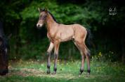 Poulain Pure Race Espagnole bai +Prl