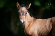 Poulain Pure Race Espagnole bai +Prl