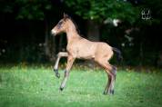 Poulain Pure Race Espagnole bai +Prl