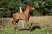 Poulain Pure Race Espagnole bai +Prl