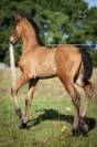 Poulain Pure Race Espagnole bai +Prl