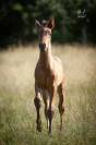 Poulain Pure Race Espagnole bai +Prl