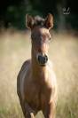 Poulain Pure Race Espagnole bai +Prl