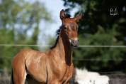 Poulain Pure Race Espagnole bai +Prl