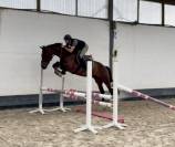 Joli hongre kwpn de 4 ans