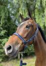 Joli hongre kwpn de 4 ans