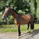 Joli hongre kwpn de 4 ans