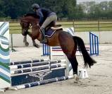 Joli hongre kwpn de 4 ans