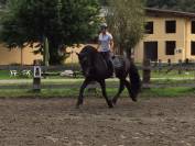 Stupendo Stallone Frisone
