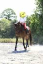 Cheval de sport 