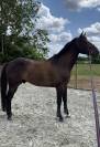 Cheval de sport 