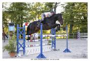 Cheval de sport 